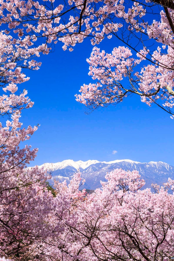 【富山県内発】 春のお花見懇親会 天下第一の高遠コヒガン桜 と松本城 昼神温泉2日間1